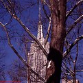 Picture Title - Empire State Building thru the Trees