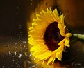 Picture Title - Sunflower