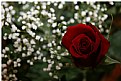 Picture Title - The Rose