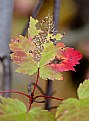 Picture Title - Maple Leaf