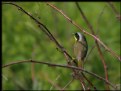 Picture Title - Common Yellowthroat