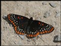 Picture Title - Baltimore Checkerspot (Euphydryas phaeton)