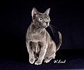 Picture Title - The Korat