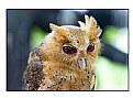 Picture Title - Philippine  Scops Owl