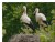 Storks on the nest