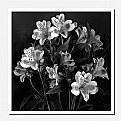 Picture Title - Alstroemerias in B&W