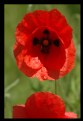 Picture Title - poppies