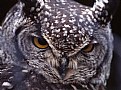 Picture Title - owl's glance