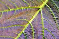 Picture Title - Macro leaf