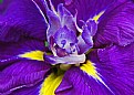 Picture Title - Heart of an Iris