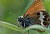 butterfly 3