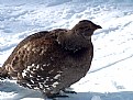 Picture Title - grouse