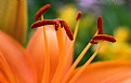 Picture Title - Lily World