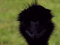 Picture Title - Emu