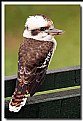 Picture Title - Kookaburra.