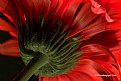 Picture Title - Red Flower