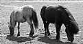 Picture Title - both