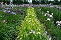 Picture Title - Rows of iris