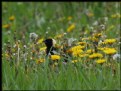 Picture Title - Bobolink in the Dandelion Patch