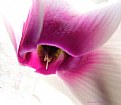 Picture Title - Cyclamen