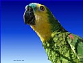 Picture Title - Parrot