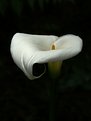 Picture Title - Arum Lily