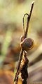 Picture Title - Snail