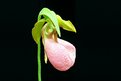 Picture Title - PINK LADY SLIPPER