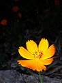 Picture Title - Marigold