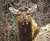 Wapiti (Roosevelt Elk)