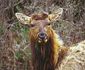 Picture Title - Wapiti (Roosevelt Elk)