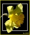 Picture Title - Daffodil