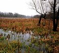 Picture Title - WET  LANDS