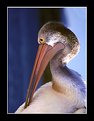 Picture Title - Australian Pelican
