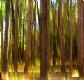 Picture Title - Pine Forest Abstract