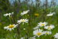 Picture Title - Daisies 2