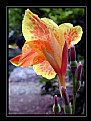 Picture Title - Orange Lily