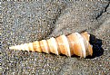 Picture Title - Spiral Shell