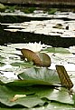 Picture Title - Loto Flower