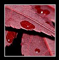 Picture Title - Water Droplets on Maple Leaves
