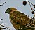 Swainson's Hawk