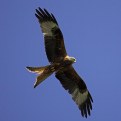 Picture Title - Red Kite