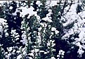 Picture Title - Texture Snow 2