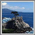 Picture Title - The Lone Cypress