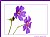 Geranium
