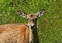 Picture Title - Portrait of red deer