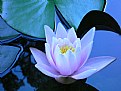 Picture Title - Water lily