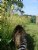 Cat on its way