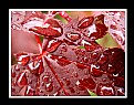 Picture Title - Many Droplets on Maple Leaves