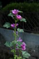 Picture Title - Four Flowers (1) Purple